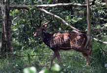 Yala National Park – The largest wildlife sanctuary in Sri Lanka