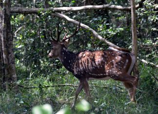 Yala National Park – The largest wildlife sanctuary in Sri Lanka
