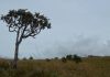 Horton Plains