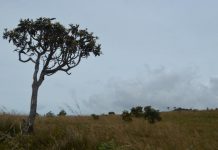 Horton Plains