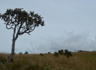 Horton Plains