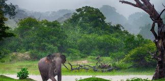 SL is the best travel destination for 2019 – Lonely Planet