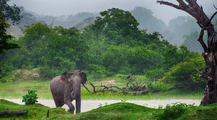 SL is the best travel destination for 2019 – Lonely Planet