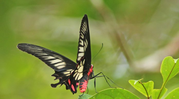 Sinharaja plunder: Slovak Govt. pays biggest ever fine of Rs. 10.85m